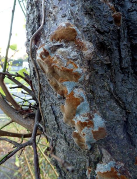 Partially parasitised resupinate fruiting bodies on blackthorn in Basildon, Essex